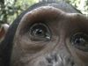Filename=Chimp.jpg
Filesize=7KB
Dimensions=300x225
Date added=Jun 25, 2006 Chimp.jpg