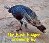 Filename=bushbudget.jpg
Filesize=33KB
Dimensions=350x308
Date added=Jun 25, 2006 bushbudget.jpg