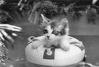 floatingcat.jpg