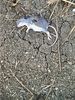 roadkill02.jpg